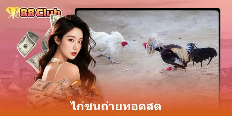 ไก่ชนถ่ายทอดสด