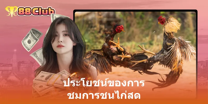 ประโยชน์ของการ ชมการชนไก่สด