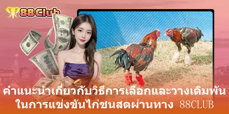 ประสบการณ์ตรงจากผู้ใช้งานไก่ชนถ่ายทอดสดกับ 88club
