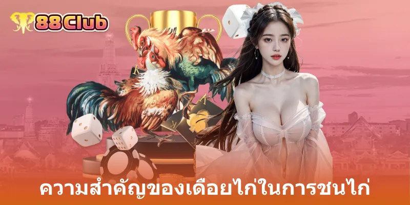 ความสำคัญของเดือยไก่ในการชนไก่